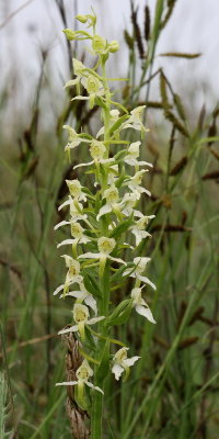 Platanthera chloranta