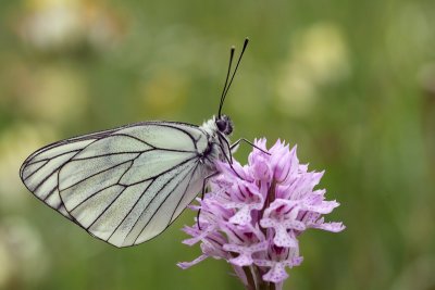 Aporia crategi