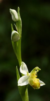 Ophrys apifera hypochrome