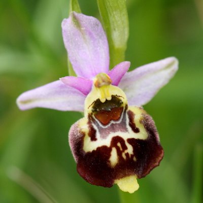 Ophrys fuciflora