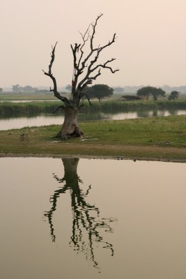 Le seul arbre du lac
