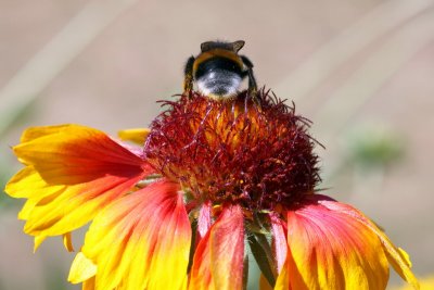 Bourdon sur gaillarde