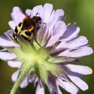 Trichie fascie sur scabieuse