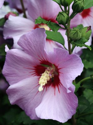 Hibiscus syriacus ou Althea mauve