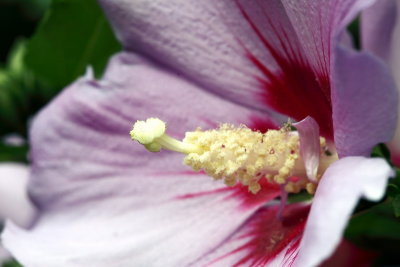 Hibiscus syriacus ou Althea mauve
