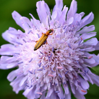 Stictoleptura rubra sur scabieuse