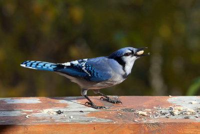 Geai bleu du Canada