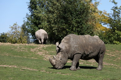Rhinocros d'Afrique