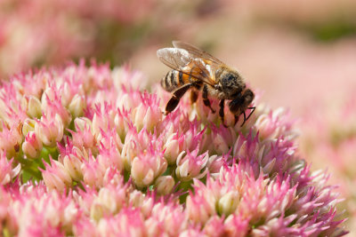 Abeille sur sdum