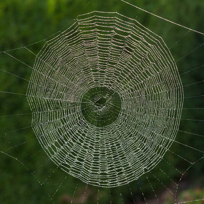 The web
