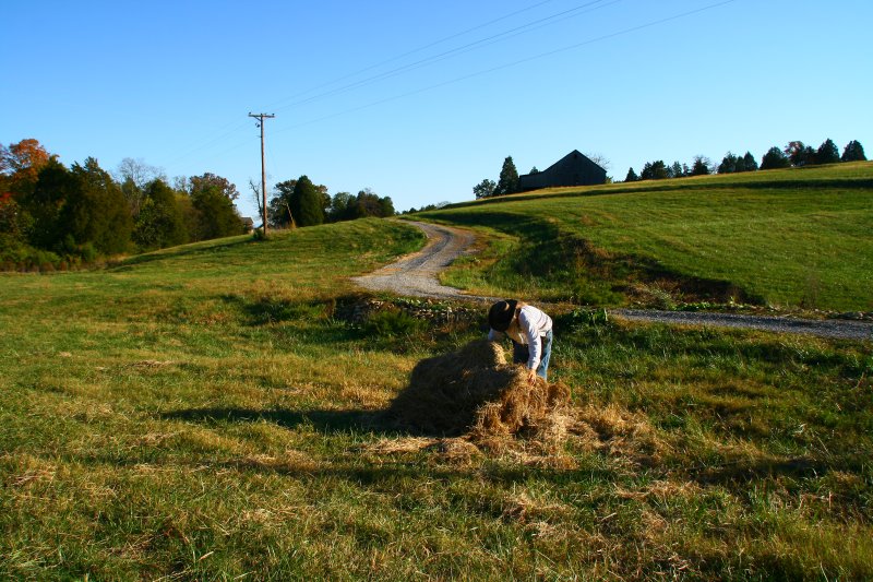 Mulching the daylilies for the winter