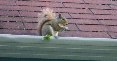Asheville Squirrel