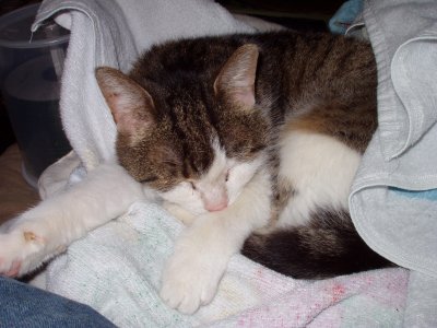Mimi