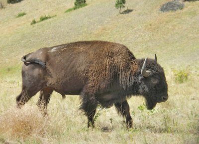 r Buffalo in National Bison Range PW.jpg