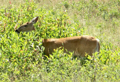 r Whitetail Deer in National Bison Range PW.jpg