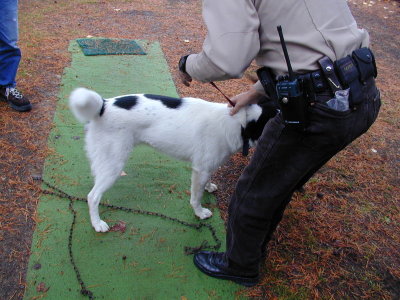  Sheriff Duponts runnaway dog Image004.jpg