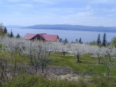 San Suz Ed takes are ride around Flathead Lake to see the Cherries