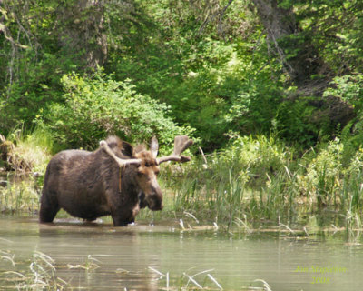 zz6-26-08 a700 82 Moose looking.jpg