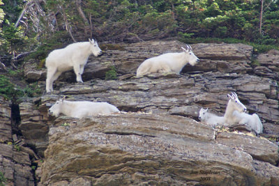 z9-12-08 a300 33 Five mountain goats on rock.jpg