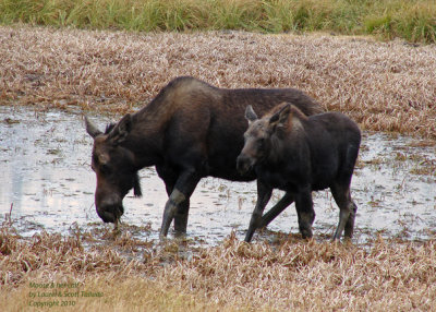 Moose & her calf - DSC01923