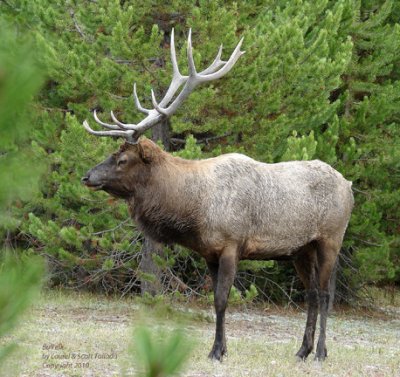 Bull elk - DSC02134 