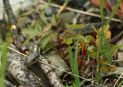 Garter snake in Glacier National Park - DSC02527 