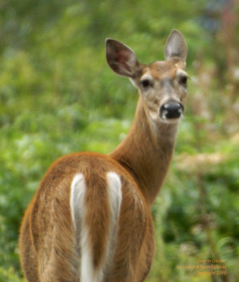 Deer eyes photographer - DSC02629 