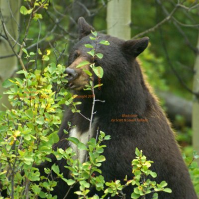 Black bear eats huckleberries - DSC02660 