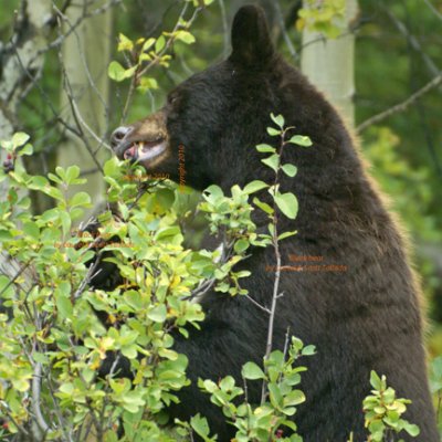 Black bear selects ripe huckleberries - DSC02670 