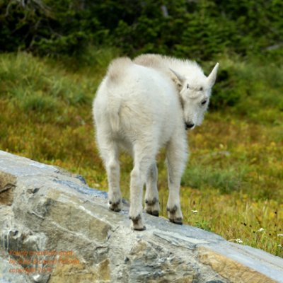 Young mountain goat in Glacier - DSC03238 