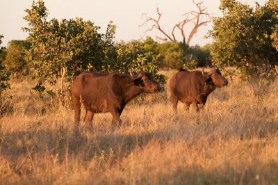 Water Buffalos