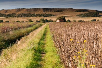 Romney Marsh