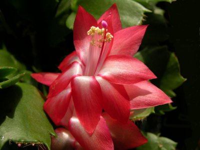 Schlumbergera