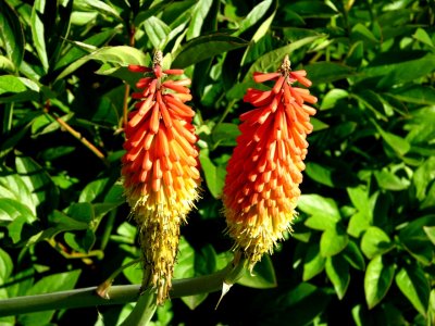 Kniphofias