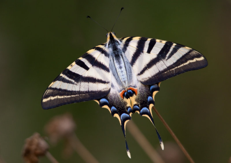 Scarce Swallowtail