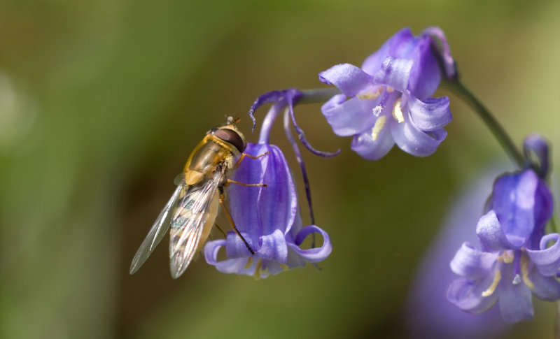 Hover Fly