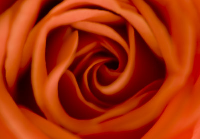 Rose 02