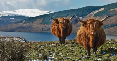 Highland Cattle over Loch Fyne