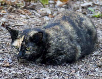 Blacksburg Cat
