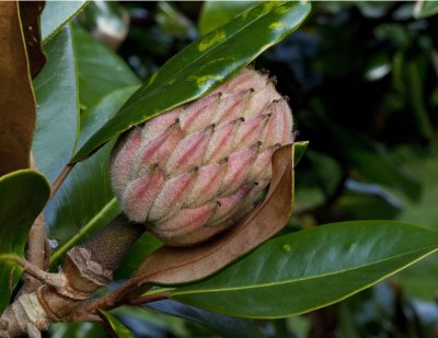 Magnolia Flower