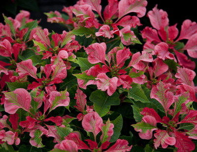 Poinsettia - Sample 8