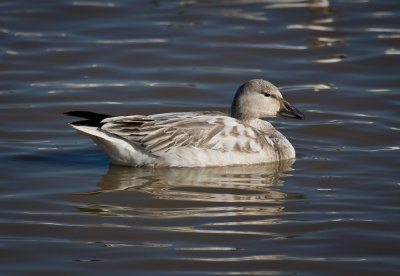 Immature Snow Goose