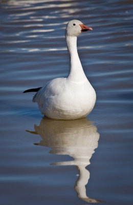 Snow Goose