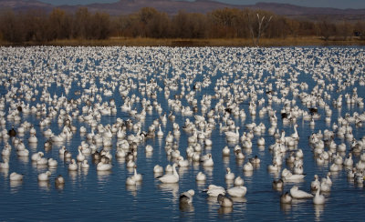 Snow Geese