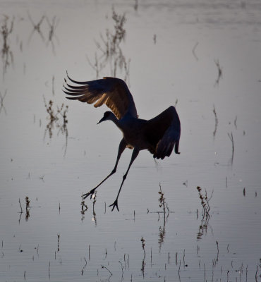 Sandhill Crane