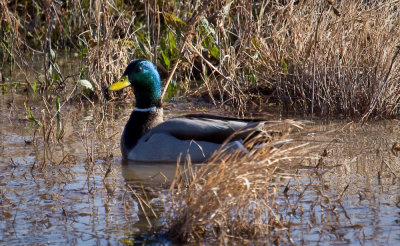 Mallard (male)