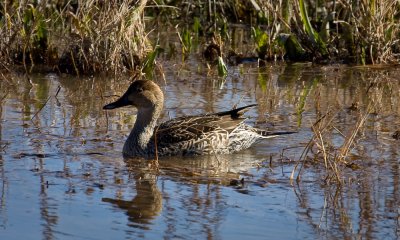 Mallard (female)
