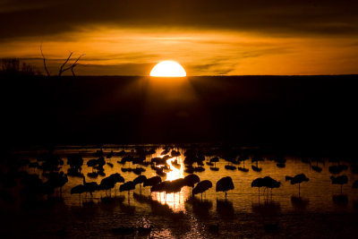Sunrise at Bosque del Apache