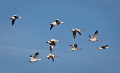 Snow Geese