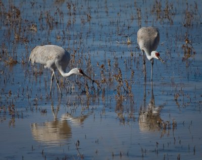 Sandhill Cranes